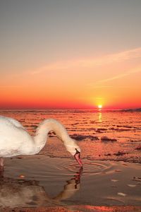 Превью обои лебедь, вода, закат, небо, птица