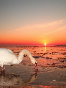 Превью обои лебедь, вода, закат, небо, птица