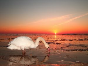 Превью обои лебедь, вода, закат, небо, птица