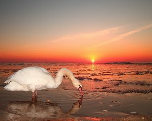 Превью обои лебедь, вода, закат, небо, птица