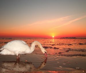 Превью обои лебедь, вода, закат, небо, птица