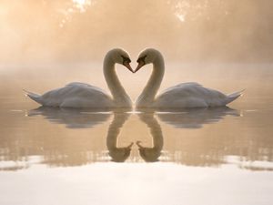 Превью обои лебеди, озеро, любовь, сердце