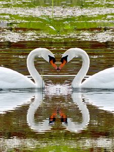Превью обои лебеди, озеро, плавать, пара, верность, отражение, сердце