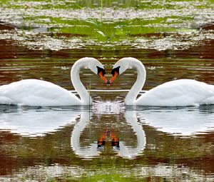 Превью обои лебеди, озеро, плавать, пара, верность, отражение, сердце
