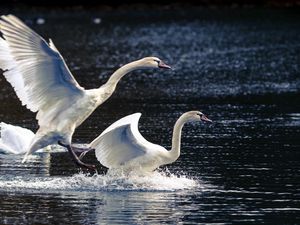 Превью обои лебеди, озеро, природа