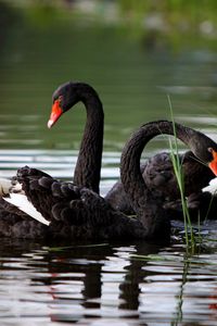 Превью обои лебеди, озеро, пруд, трава