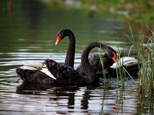 Превью обои лебеди, озеро, пруд, трава