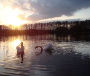 Превью обои лебеди, озеро, солнце, силуэт, птица