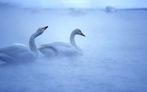 Превью обои лебеди, озеро, туман, пара, забота, птицы
