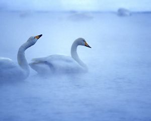 Превью обои лебеди, озеро, туман, пара, забота, птицы