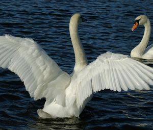 Превью обои лебеди, пара, крылья, вода, плавание, взмах