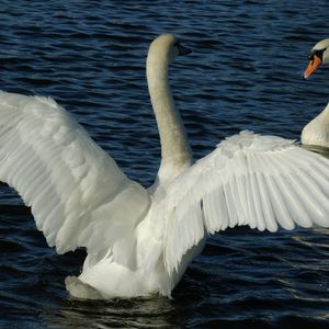 Превью обои лебеди, пара, крылья, вода, плавание, взмах