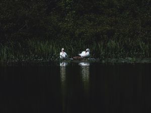 Превью обои лебеди, птица, пруд, трава