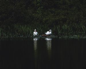 Превью обои лебеди, птица, пруд, трава