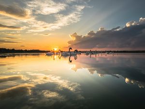 Превью обои лебеди, птицы, горизонт, закат, лучи