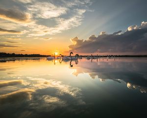 Превью обои лебеди, птицы, горизонт, закат, лучи