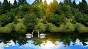 Превью обои лебеди, птицы, пара, река, трава, деревья, солнечный свет