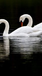 Превью обои лебеди, птицы, плавать, вода