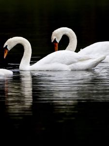 Превью обои лебеди, птицы, плавать, вода