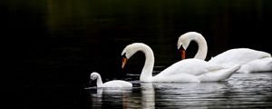 Превью обои лебеди, птицы, плавать, вода