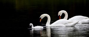 Превью обои лебеди, птицы, плавать, вода