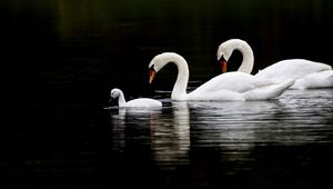 Превью обои лебеди, птицы, плавать, вода