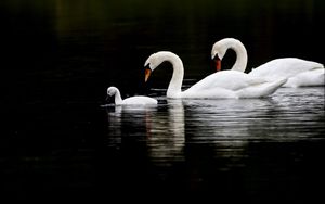 Превью обои лебеди, птицы, плавать, вода