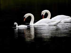 Превью обои лебеди, птицы, плавать, вода