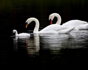 Превью обои лебеди, птицы, плавать, вода