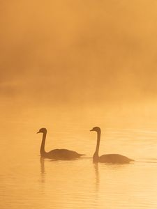 Превью обои лебеди, птицы, силуэты, туман, сумерки