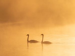 Превью обои лебеди, птицы, силуэты, туман, сумерки