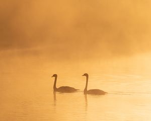 Превью обои лебеди, птицы, силуэты, туман, сумерки