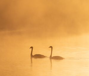 Превью обои лебеди, птицы, силуэты, туман, сумерки