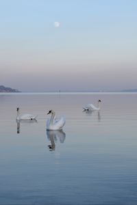 Превью обои лебеди, птицы, вода, плавание, горизонт, туман