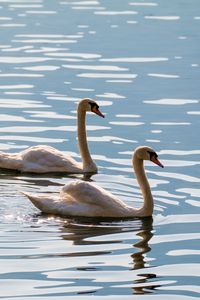 Превью обои лебеди, птицы, вода, блики