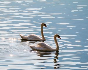 Превью обои лебеди, птицы, вода, блики