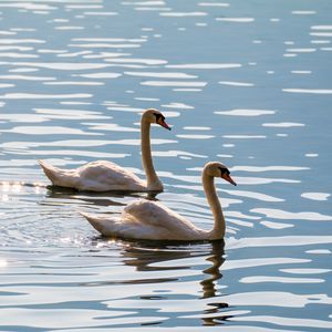 Превью обои лебеди, птицы, вода, блики