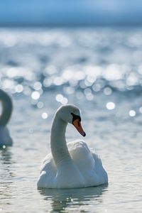 Превью обои лебеди, птицы, вода, плавать