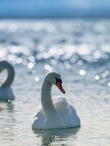 Превью обои лебеди, птицы, вода, плавать