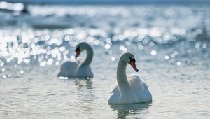 Превью обои лебеди, птицы, вода, плавать