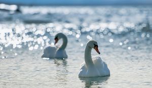 Превью обои лебеди, птицы, вода, плавать