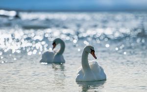 Превью обои лебеди, птицы, вода, плавать