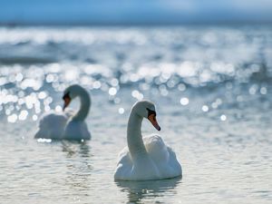 Превью обои лебеди, птицы, вода, плавать