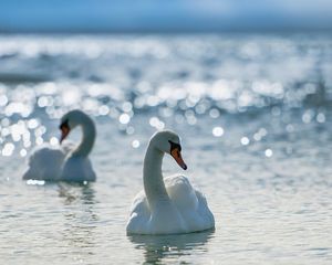 Превью обои лебеди, птицы, вода, плавать