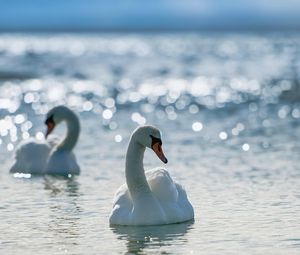 Превью обои лебеди, птицы, вода, плавать