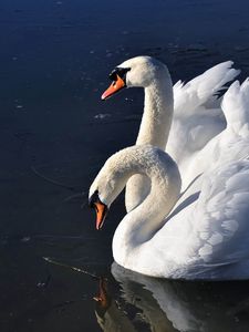 Превью обои лебеди, птицы, вода