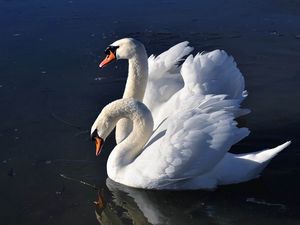 Превью обои лебеди, птицы, вода