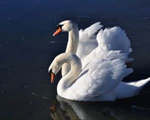 Превью обои лебеди, птицы, вода