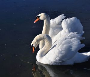 Превью обои лебеди, птицы, вода