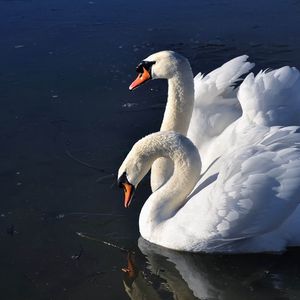 Превью обои лебеди, птицы, вода